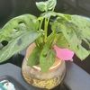 satatherattata